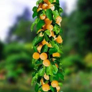 Саженцы колоновидной абрикосы