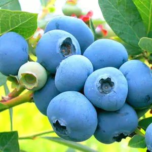 Саженцы голубики Саженцы голубики