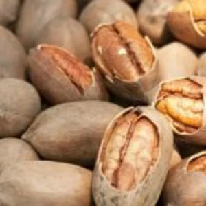 Саженцы Пекана "Indiana" Саженцы Пекана "Indiana"