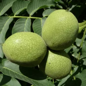 Сорт Яцек Сорт Яцек