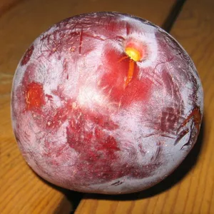 Слива раннего срока созревания Слива раннего срока созревания