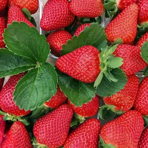 Сорт Квики Сорт Квики