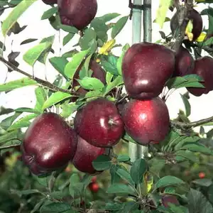 Карликовые яблони Карликовые яблони