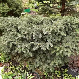 Саженцы ели Саженцы ели