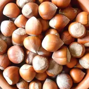 Саженцы фундука Керасунд Саженцы фундука Керасунд