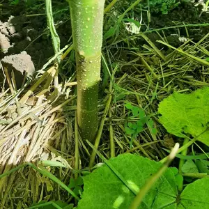 Мой сад Мой сад