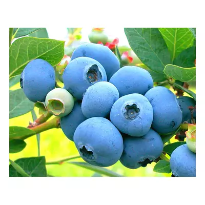 Саджанці лохини Патріот 3 р. С5 літрів