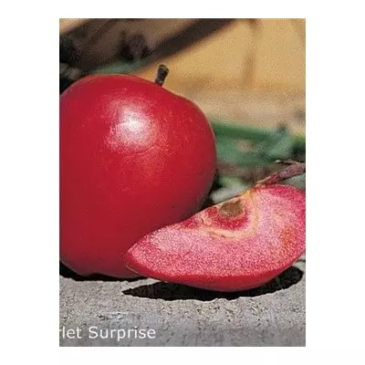 Саджанці Яблуні червономяса Скарлет Сюрпрайз (ексклюзив) 2- х лет