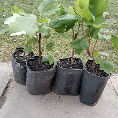 Саженцы 1лет. смородины красной "Ровада" средне-поздний срок созревания