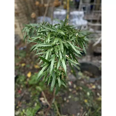 Саджанці вічнозеленого морозостійкого бамбука 1 шт. (1,2 метри)