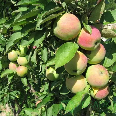 Саженцы колоновидной яблони Трайдент