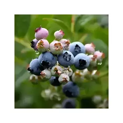 Саджанці лохини Дарроу 1,5 річні, конт. 1П9л