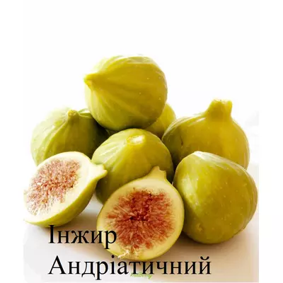 Інжир Андріатичний саджанець, 3 рік