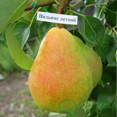 Саженцы груши Вильямс 1лет