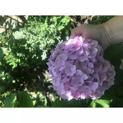 Hydrangea macrophylla Гортензія крупнолиста ремонтантна рожева С2л.