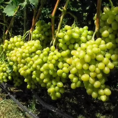 Виноград Талісман (1 саджанець в упаковці )