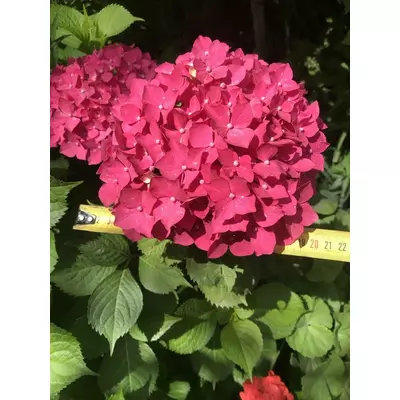 Hydrangea macrophylla Гортензія крупнолиста С5л. реальне фото! 3-х лет